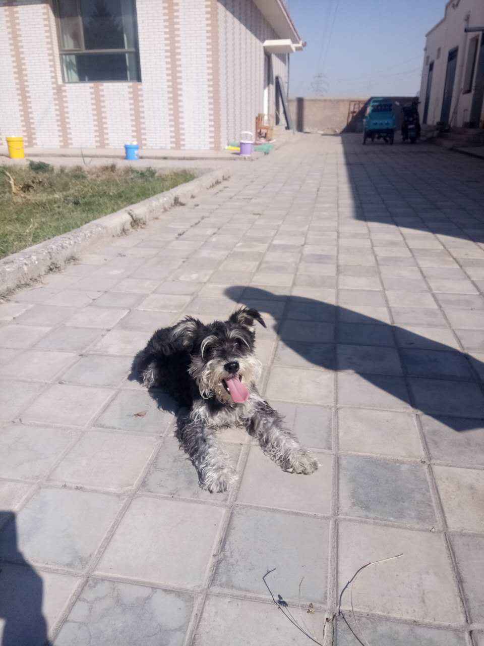 这是公狗