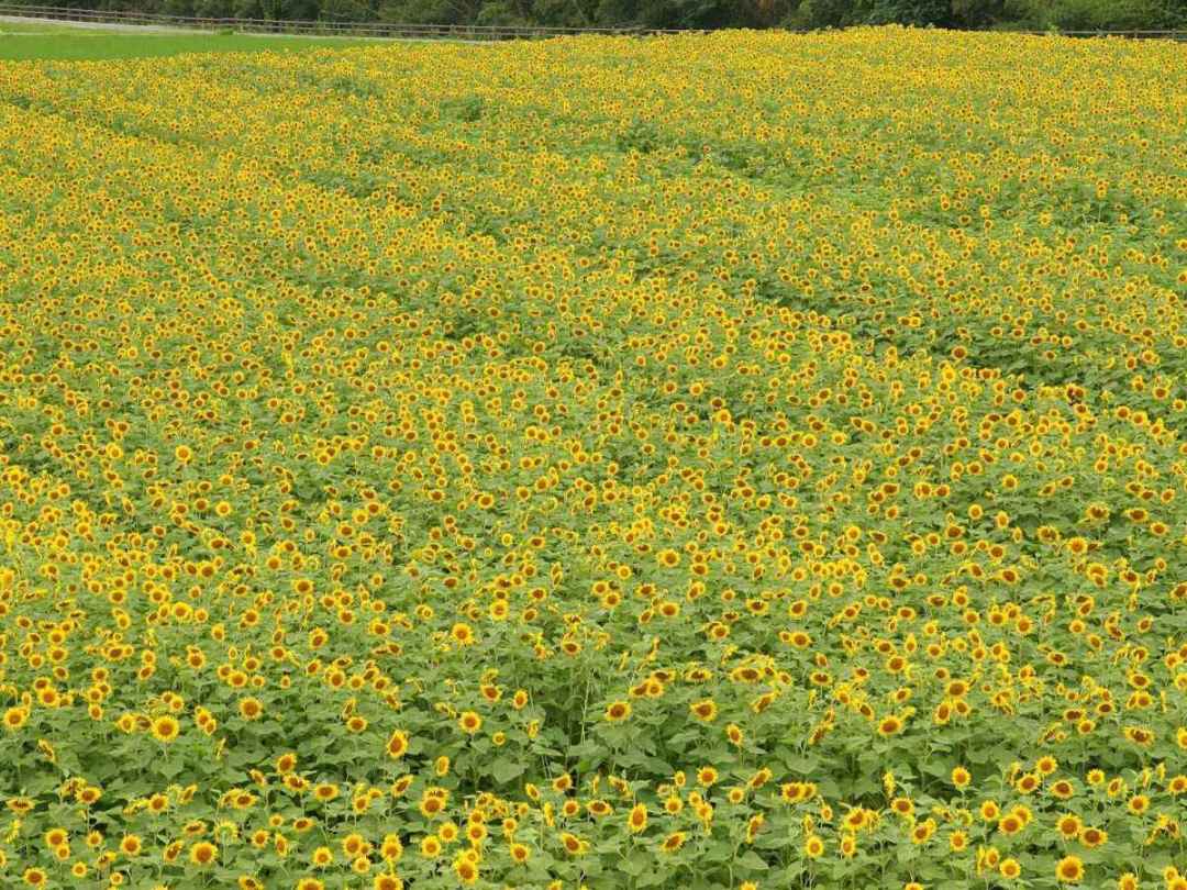 葵花3.jpg