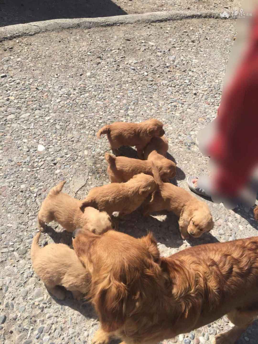 8只BB  还有2MM  1DD  要的举手