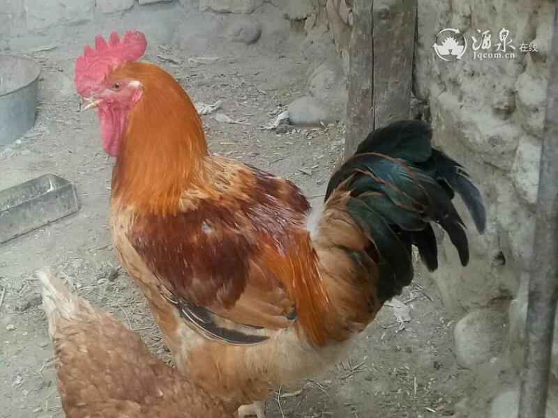 15WJjg38KESu.jpg