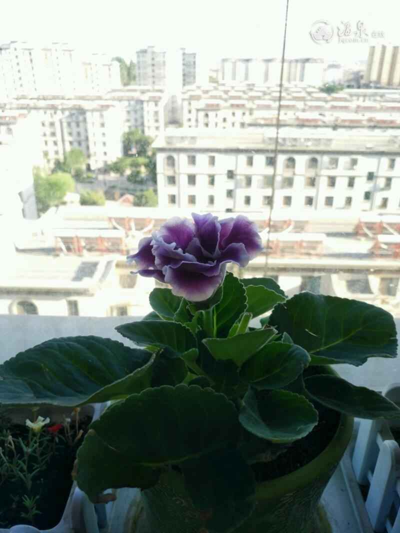 IMG_20200617_185953.jpeg