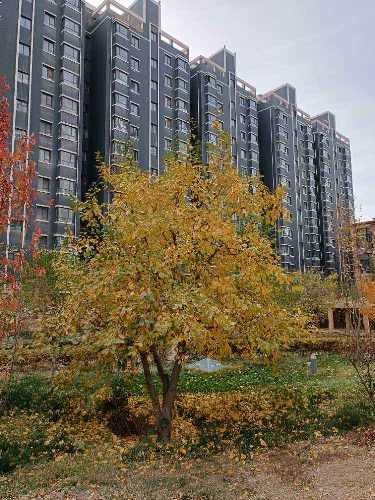 mmexport1635759764517.jpg
