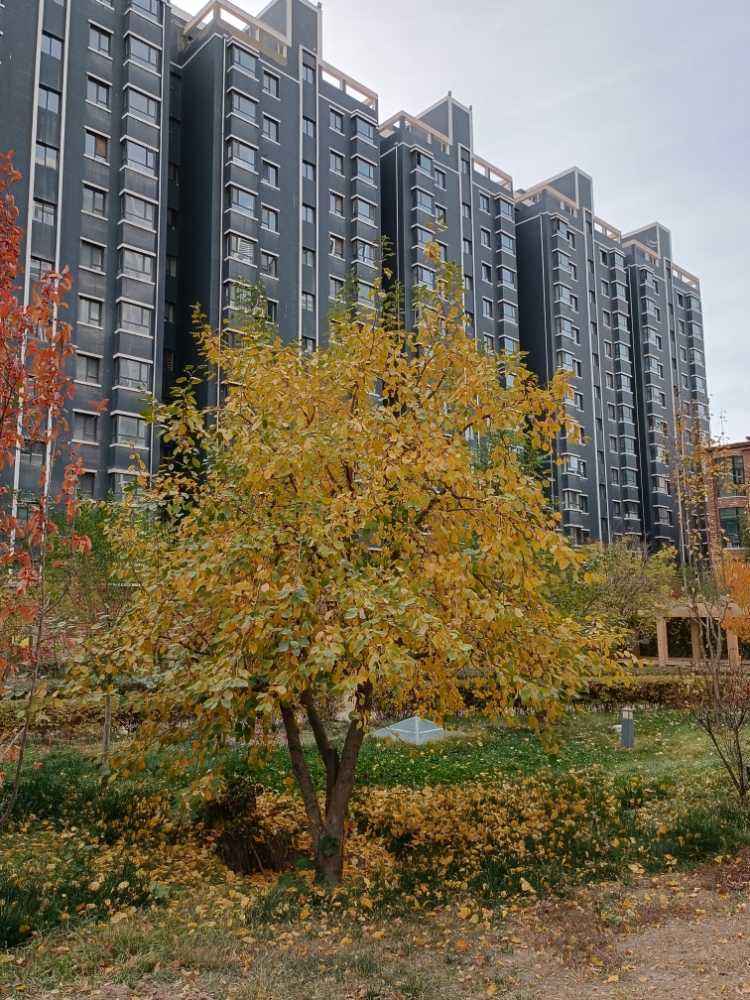 mmexport1635820233375.jpg