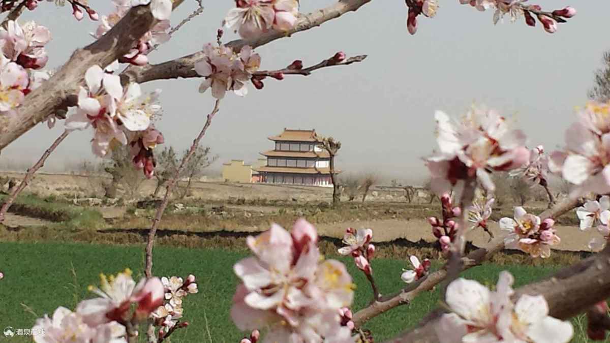 金佛寺第二届杏花文化旅游节4月15日盛大开幕