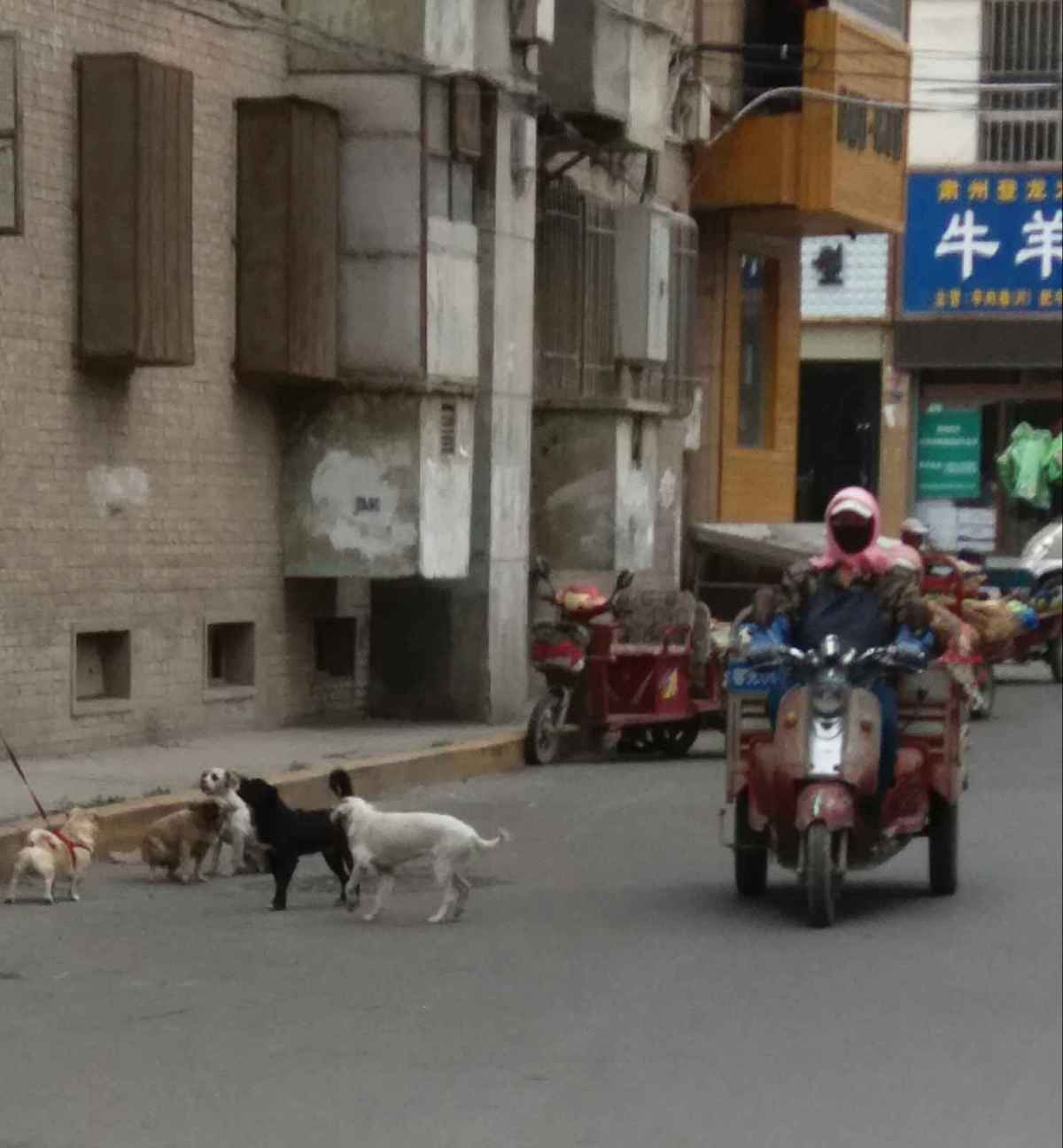 尤其那只黑色的狗非常凶悍