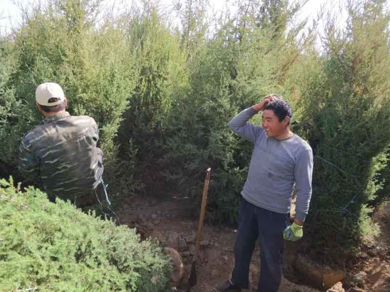 小沟村一村民在采挖柏树苗的间隙中讲述自己挖树的专业技术，希望自己能成为挖树能手。