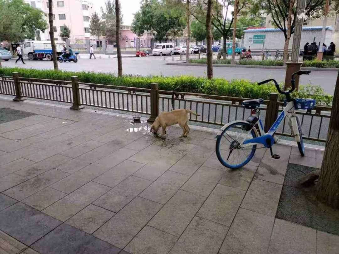 北大街路边狗叫烦人