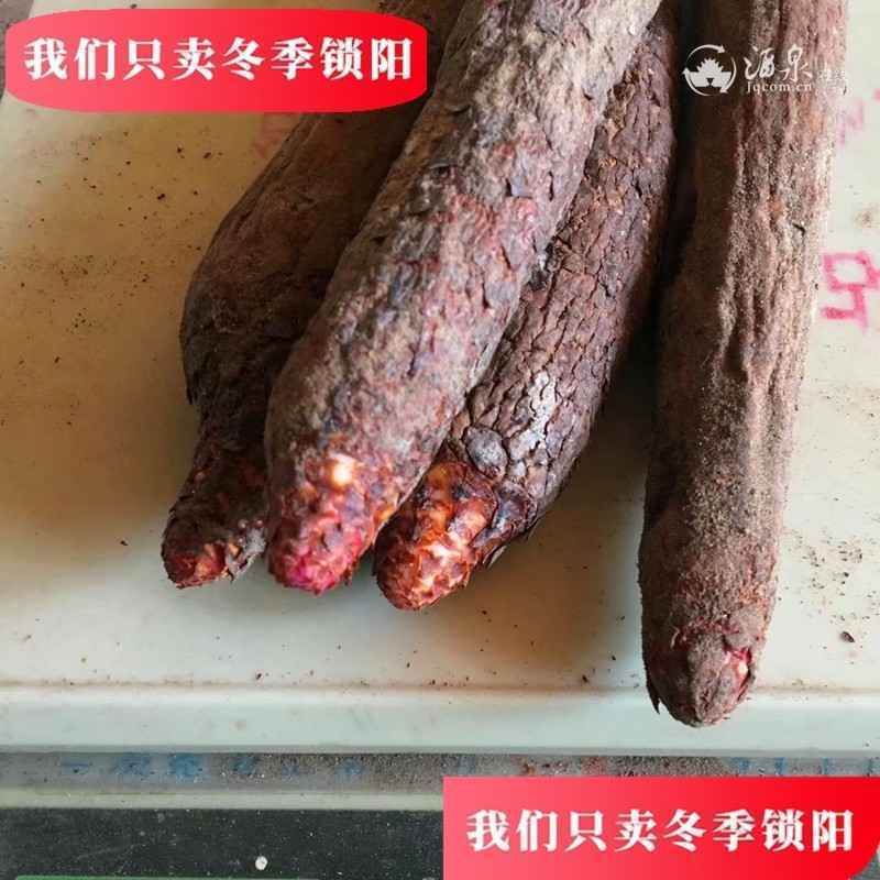 新鲜锁阳